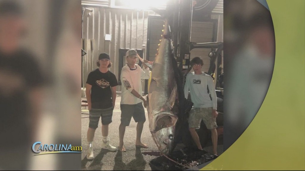 Bluefin Tuna