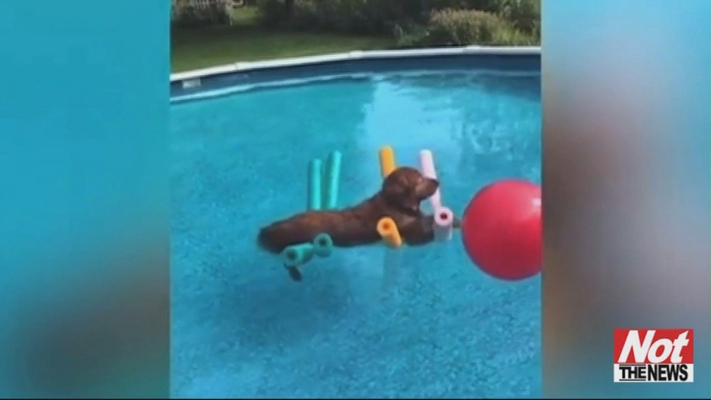 Doggy Paddle