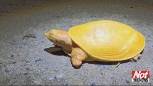 Yellow Turtle