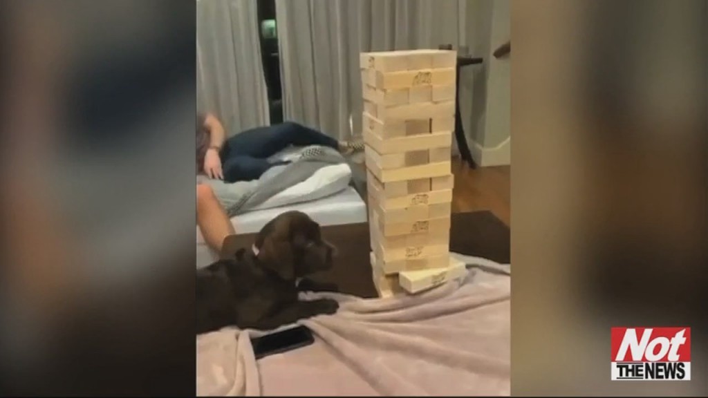 Jenga Pup