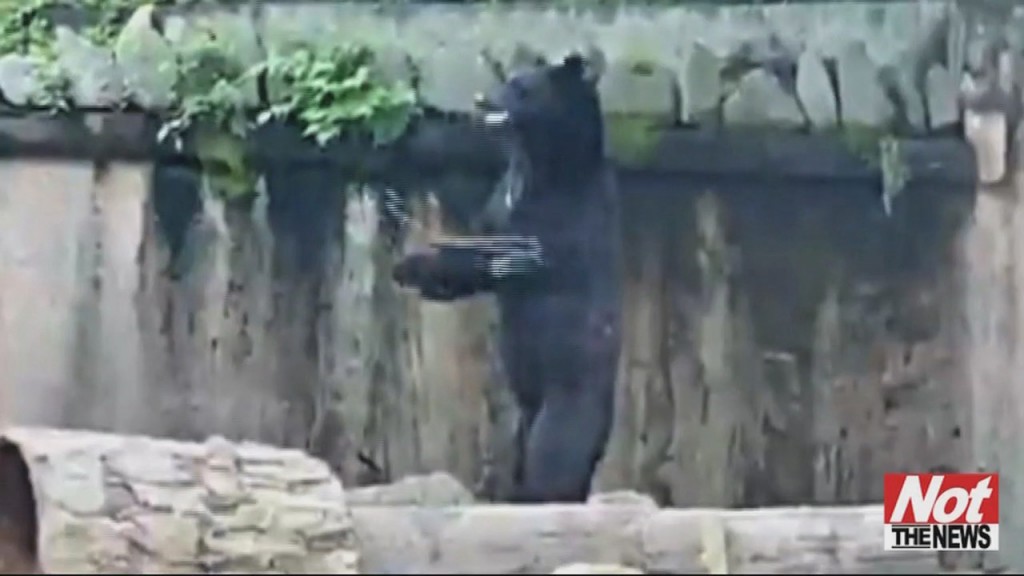 Bear With Nunchuck Skills