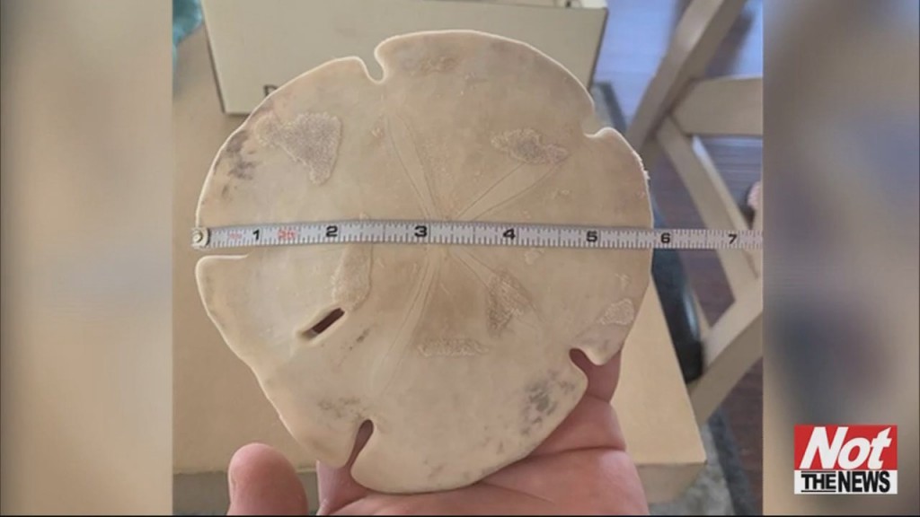 Sand Dollar