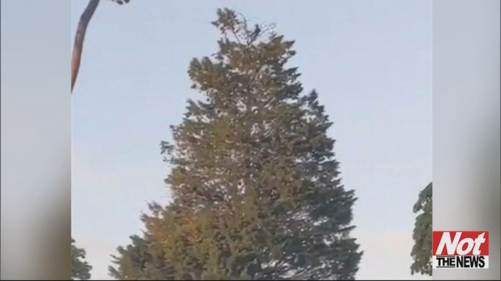 Tree Top Picnic