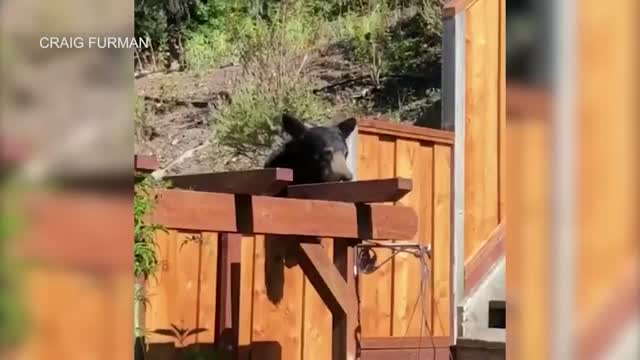 Ca: Hungry Bear Roams Neighborhoods