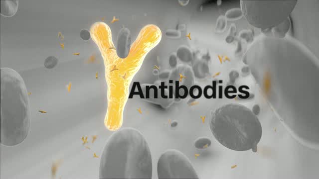 Antibodies May Be Key Bridge Until Vaccine