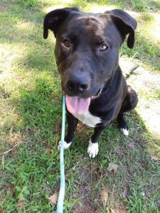 Junior Mixed Breed Adult Male