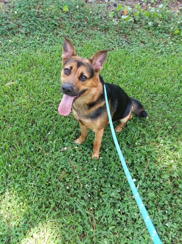 Roman - Shepherd Mix - Young - Male - WFXB