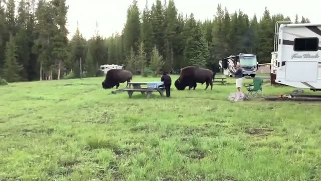Mn: Family Witnesses Woman Gored By Bison