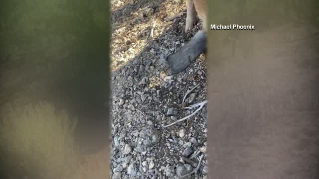 Nv: Abandoned Piglet Found On Hiking Trail