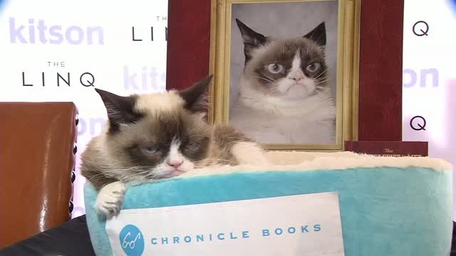 Az: Judgy Cat Goes Viral, Finds Furrever Home