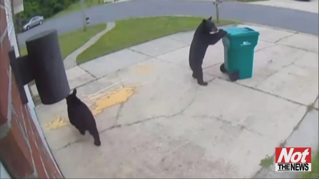 Bears