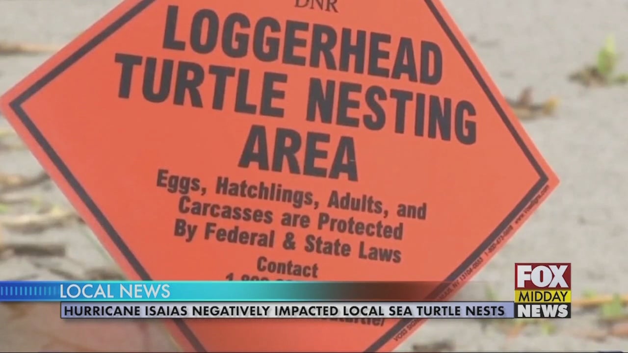 Hurricane Isaias Negatively Impacts Local Sea Turtle Nests - WFXB