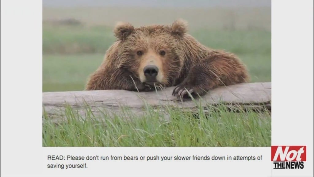 Bear Reminder