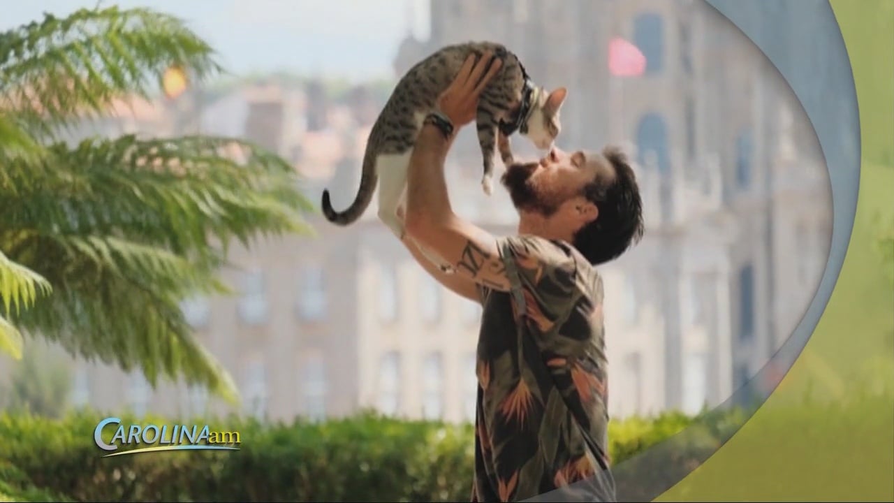 There's a Dating App for Cat Lovers WFXB