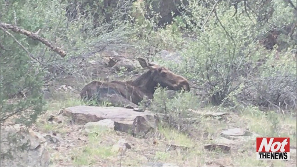 Moose