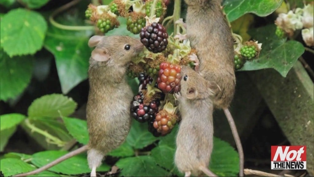Mice
