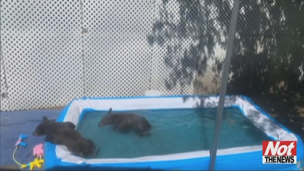 Bears
