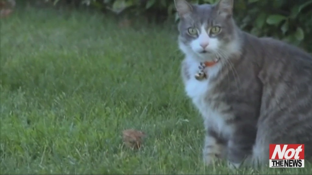 Klepto Kitty