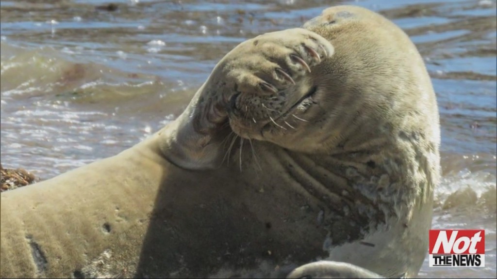 Seal/leopard