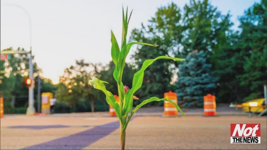 Corn Stalk
