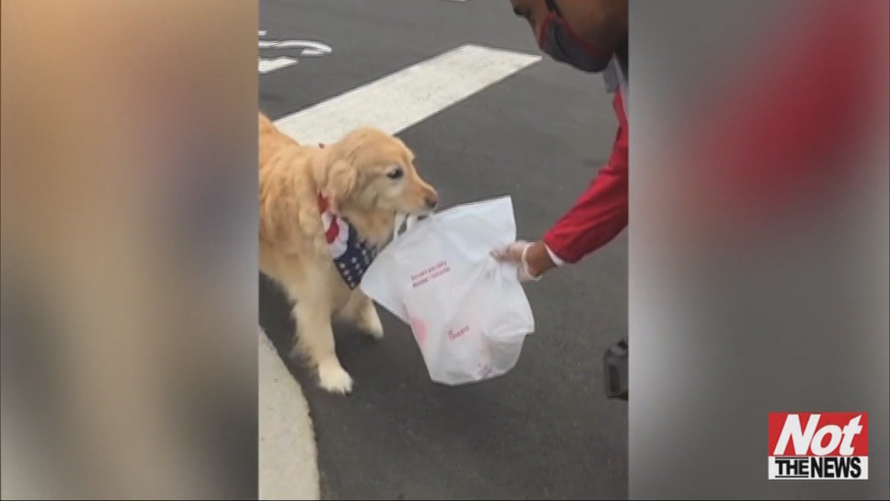 Adorable Dog Makes Chick-Fil-A Delivery - WFXB