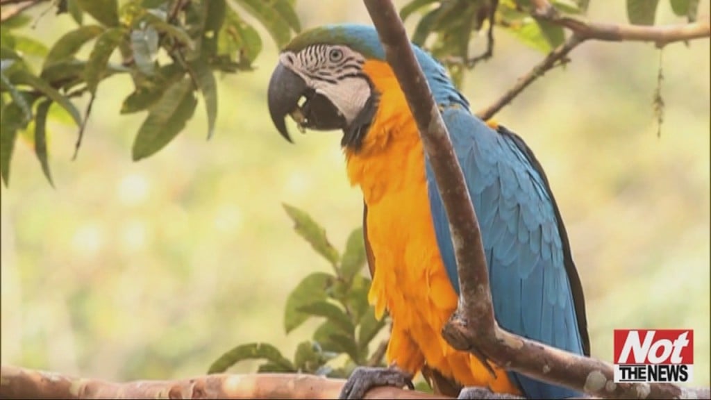 Parrot