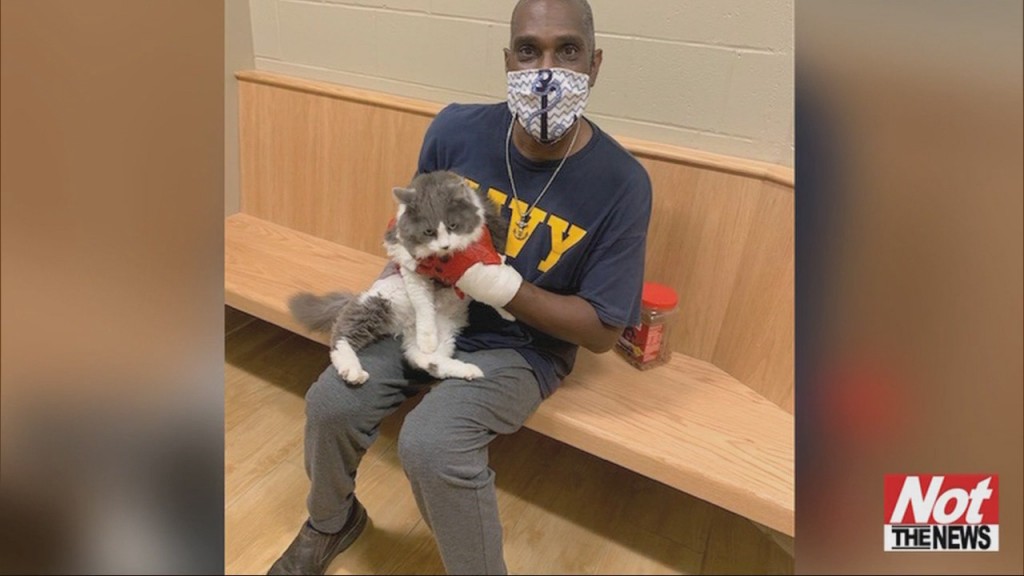 Cat Guy