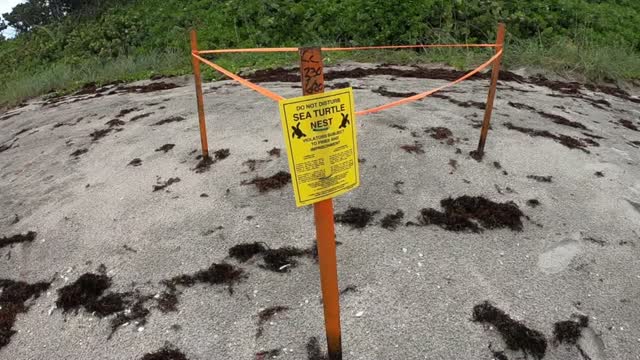 Fl: Isaias Sea Turtle Nests Washed Away