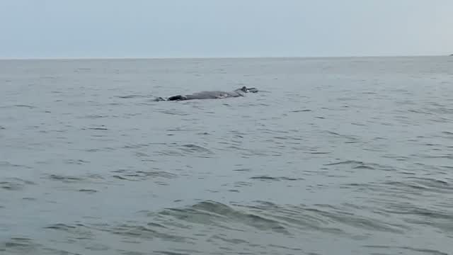 Ma: Wow! Encounter W/humpback Whale Caught On Cam