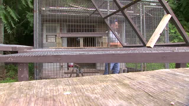 Rq Sc: $20k Reward Offered For Stolen Racing Pigeons