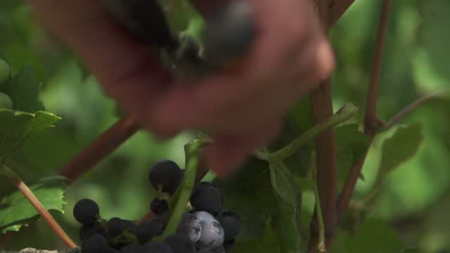 Covid: Champagne Industry Cuts Production Due To Drop In Demand