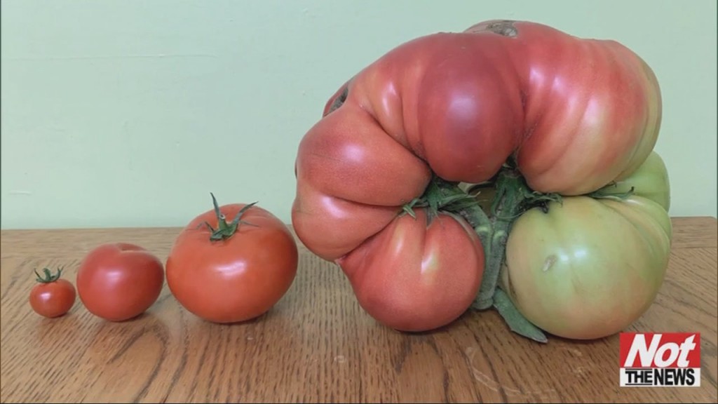 Tomato