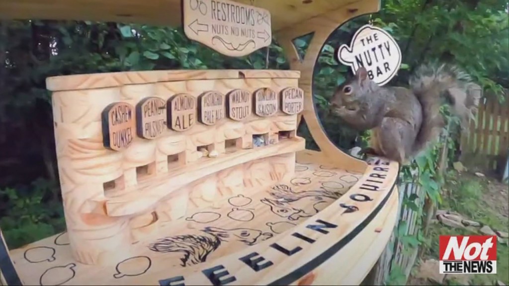 Squirrel