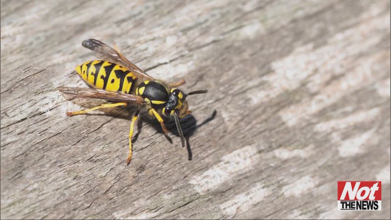 Man Tries Removing Wasps Nest With Flamethrower - WFXB