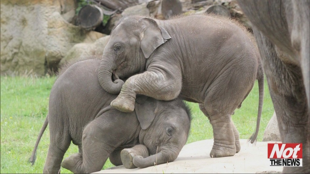Elephant Siblings