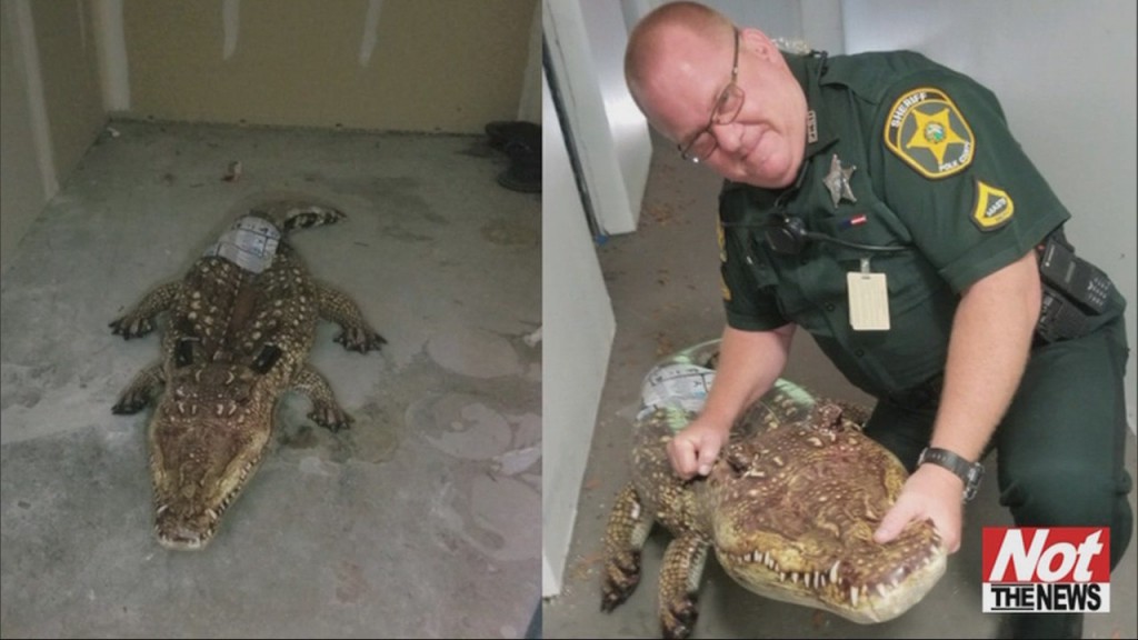Gator