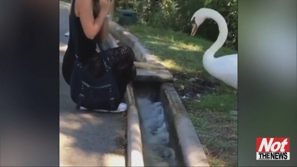 Swan