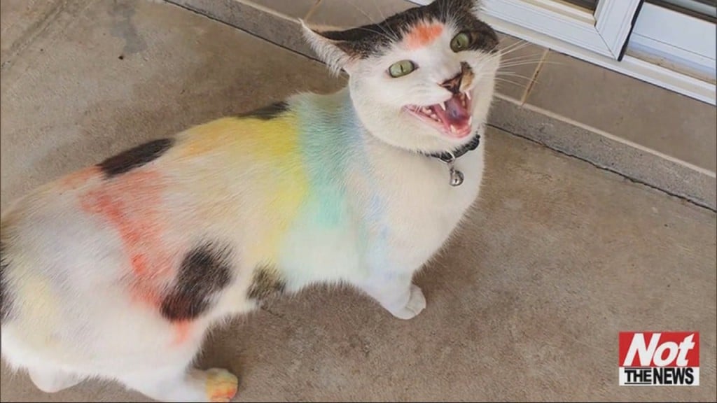 Colorful Cats