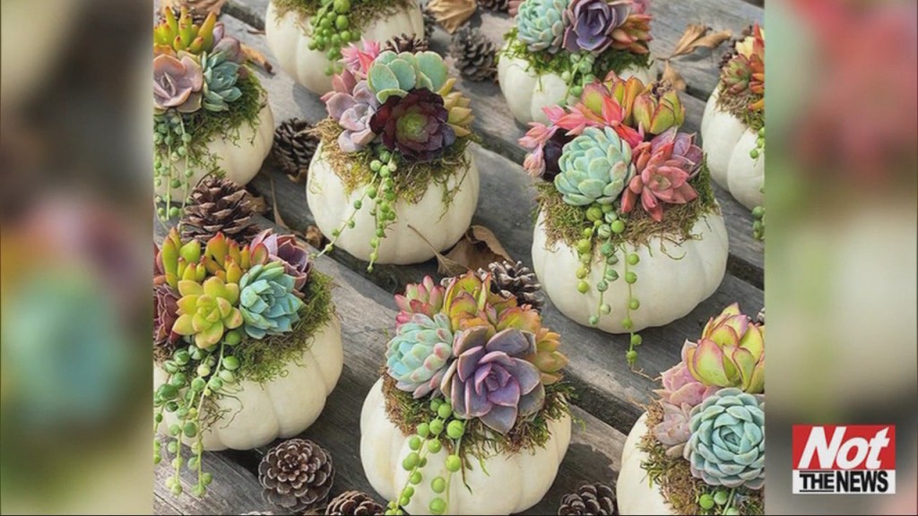 Succulent Pumpkins