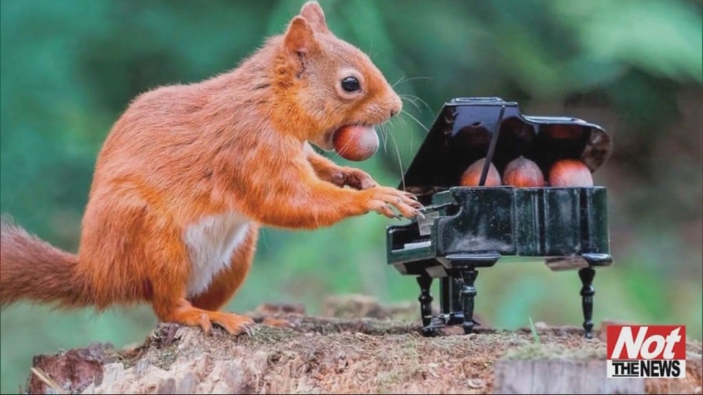Squirrel