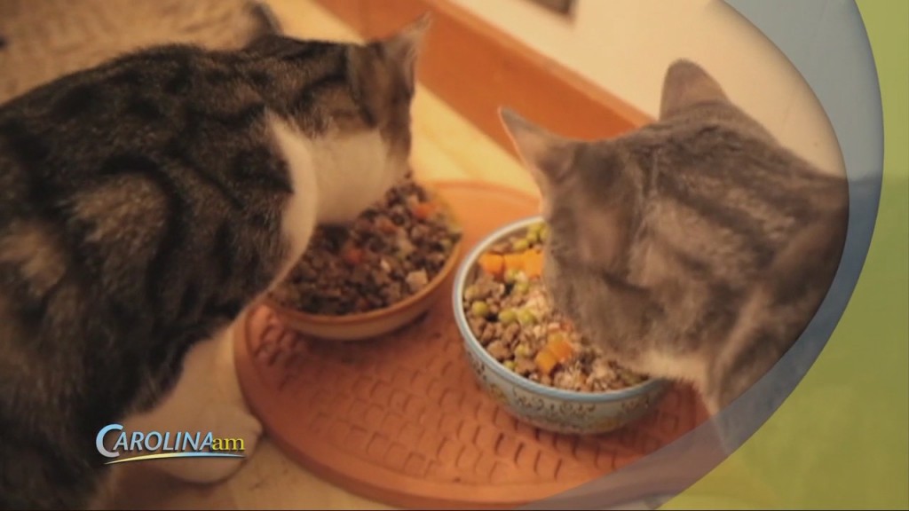Feeding Cats