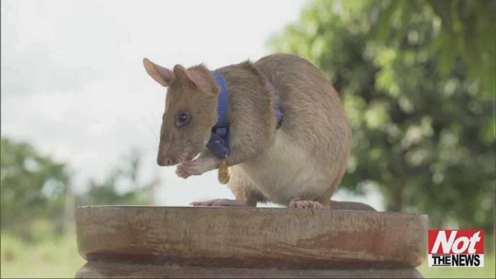 Hero Rat