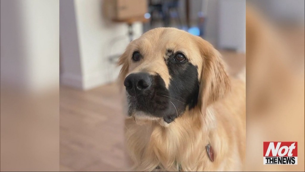 Cute Pets