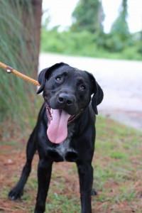 Tim Adult Male Lab Mix