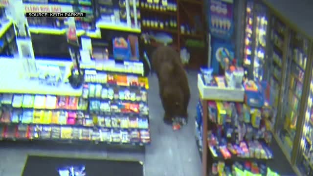 Ca: Hungry Bears Visiting Stores