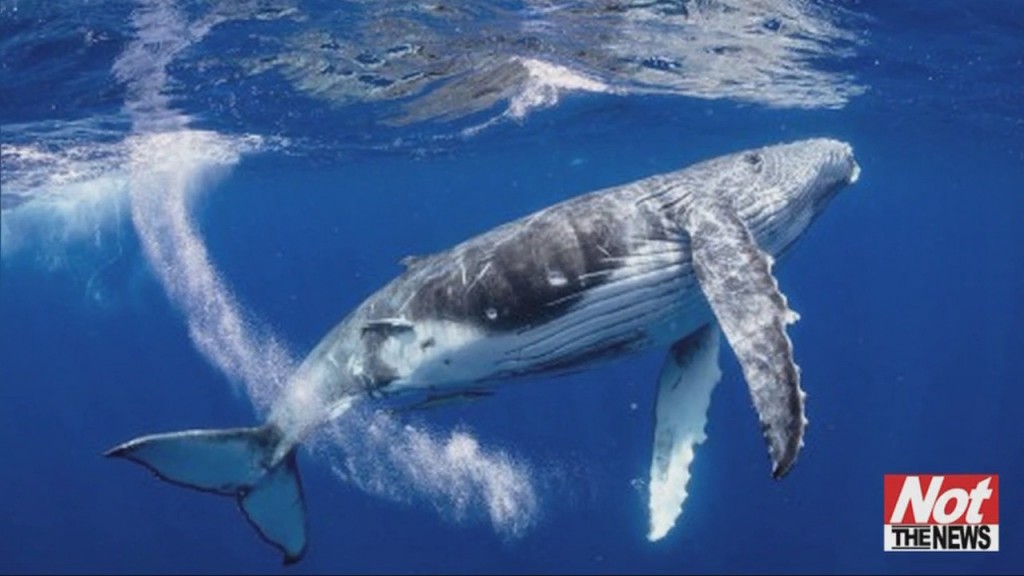 Swim With Whales