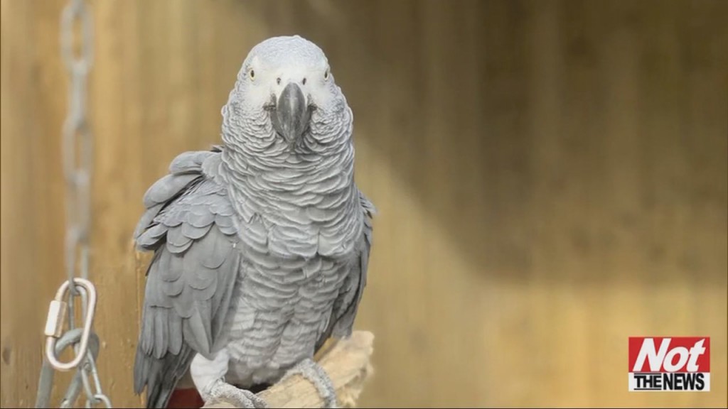 Bad Birdies
