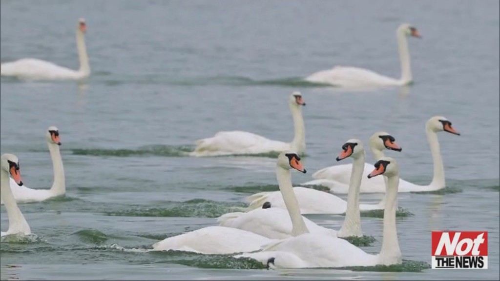 Swans