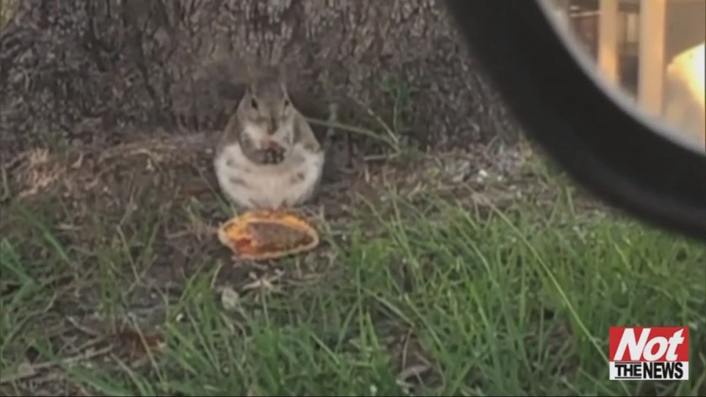 Squirrel