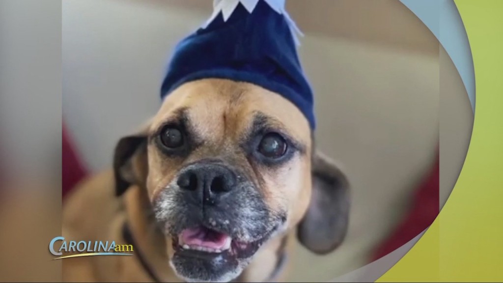 Senior Dog Center
